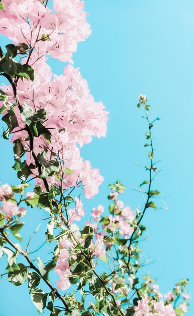 照片粉彩粉红色盛开的花朵和蓝色的天空在一个梦想的花园花卉背景