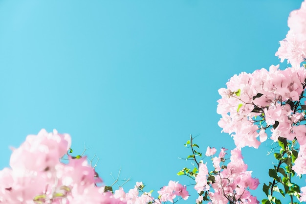 Pastel pink blooming flowers and blue sky in a dream garden floral background