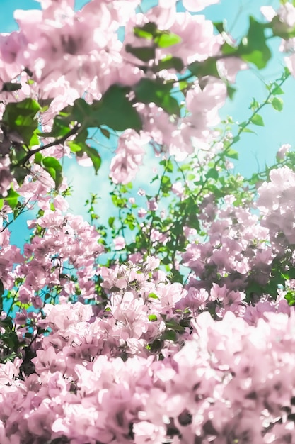 Pastel pink blooming flowers and blue sky in a dream garden floral background