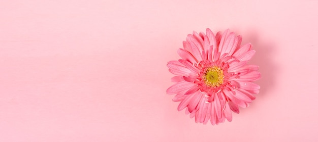 Fiore di gerbera minimal rosa pastello.