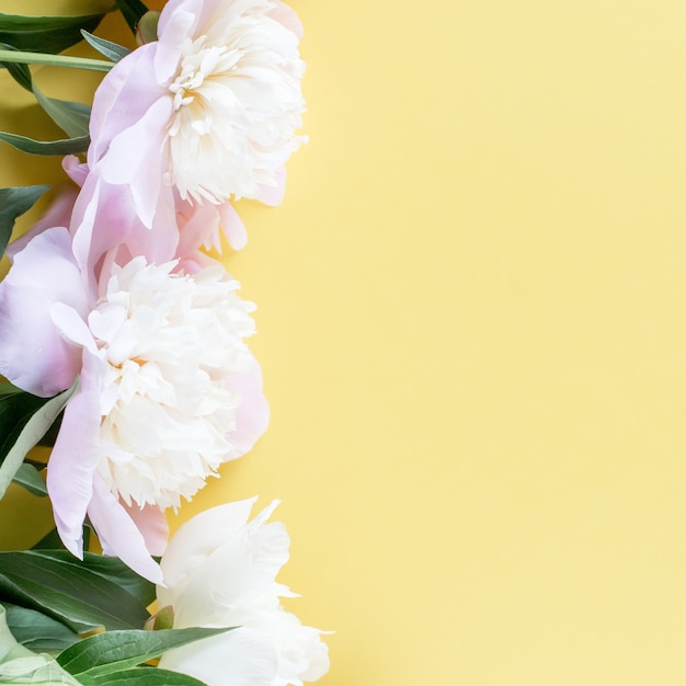 Pastel pink peony flowers bouquet on yellow background