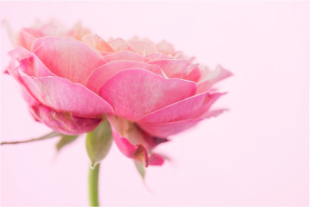 Pastel pink rose flower