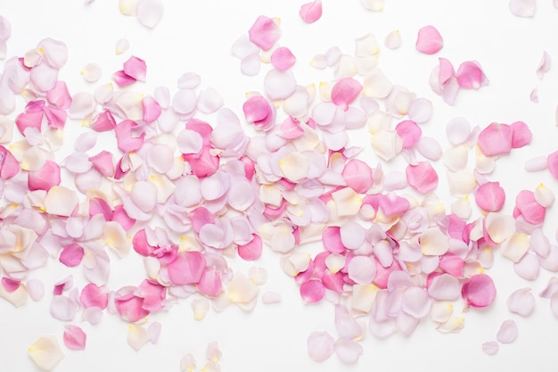 Pastel rose flowers petals on white background. Flat lay, top view, copy space.