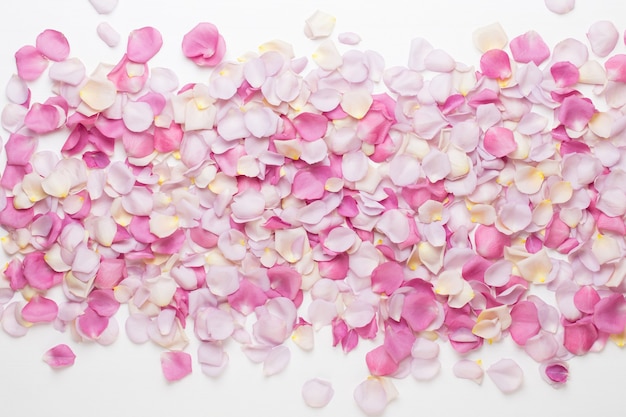 Pastel rose flowers petals on white background. Flat lay, top view, copy space.