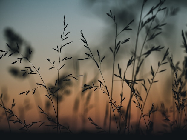 Pastelkleur vrije achtergrond. Natuur achtergrond. Zonsondergang.