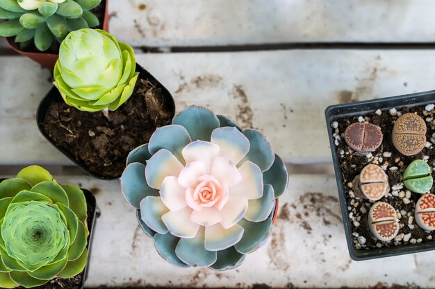 Pastelkleurcactus in de potten hoogste mening over de houten lijstachtergronden. lente bloem concept