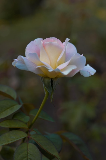 Pastelroze en gele roos close-up in de tuin