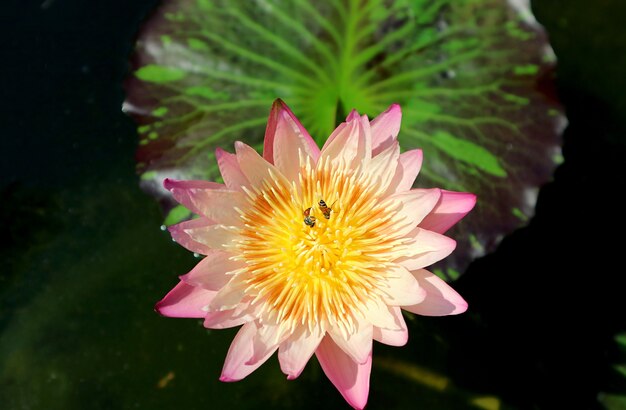 Pastelroze waterlelie met twee kleine bijen die nectar verzamelen op geel stuifmeel