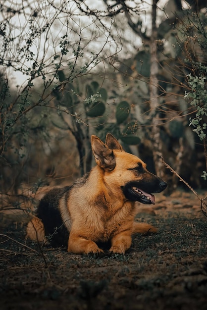 Pastor Aleman dog in park