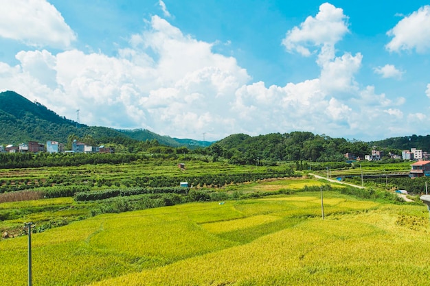 Pastoral scenery