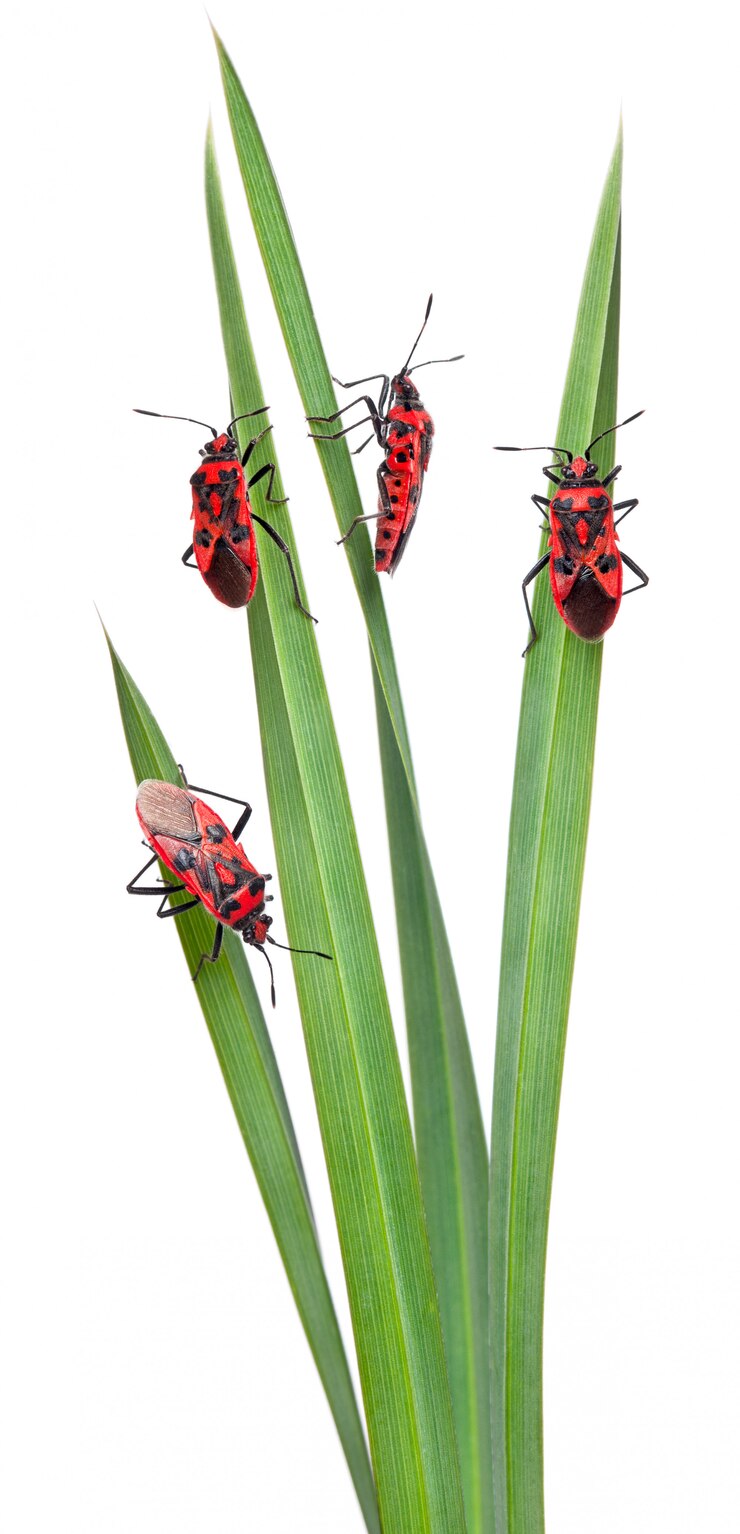 Foto pastorale samenstelling van reukloze plantenwantsen (corizus hyoscyami) op bladeren