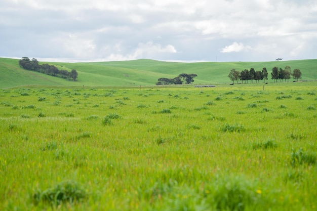 Pasture growing in a field cattle grass growing in a paddock