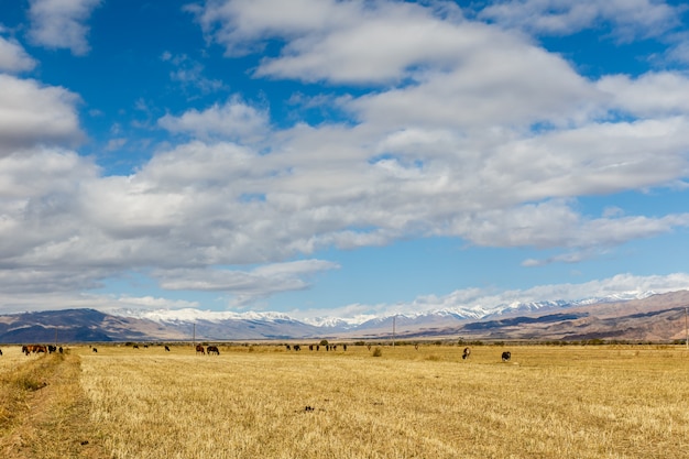 Pasture in the mountains