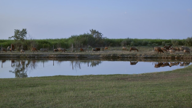 水の鏡の中の湖の近くの牧草地は、グリゾントの後ろを通過する太陽と一緒に溶ける夏の日を反映しています