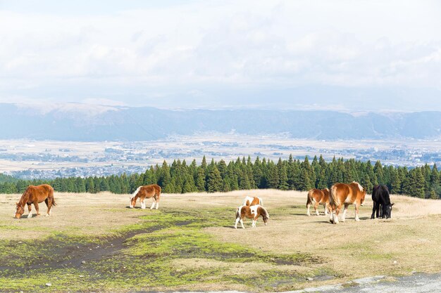 Pastures of horse farm