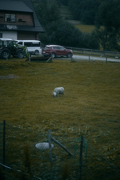 Pasturing sheep in the meadow A flock of staring sheep