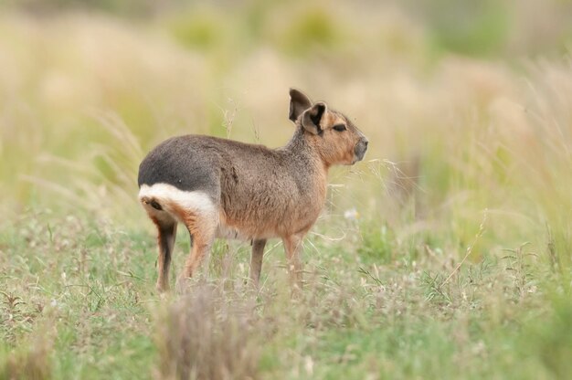 パンパス草原環境のパタゴニア キャビ ラ パンパ県 パタゴニア アルゼンチン