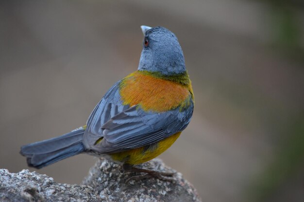 写真 パタゴニア・コメレボ (patagonian comerebo) は青と黄色の色を持つ小さな鳥です