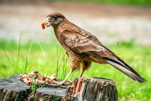 Patagonian Hawk feasting on leftovers