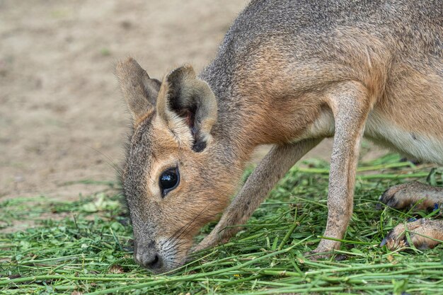 파타고니아 마라 돌리코티스 파타고 (Patagonian mara dolichotis patagonum) 은 풀을 먹는다.