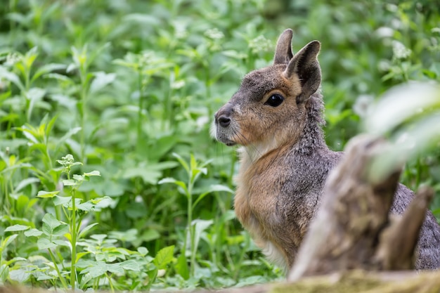 Patagonian Mara Dolichotis patagonum on green grass