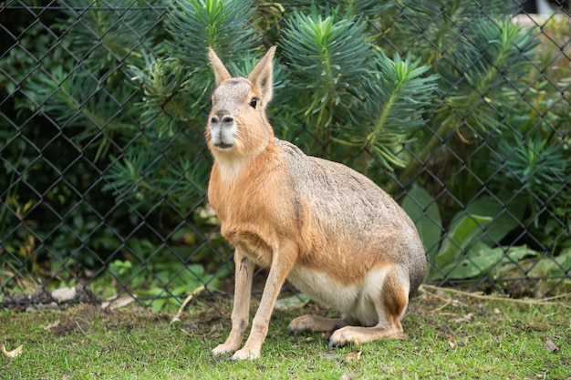 Patagonische Mara zit bij een hek