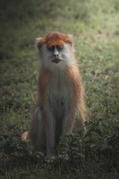 Патас Обезьяна Erythrocebus patas