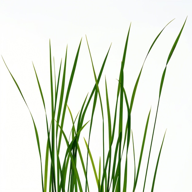 空中に育つ草の塊