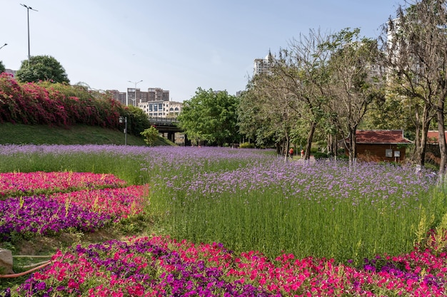 Patches of purple Verbena bloomed