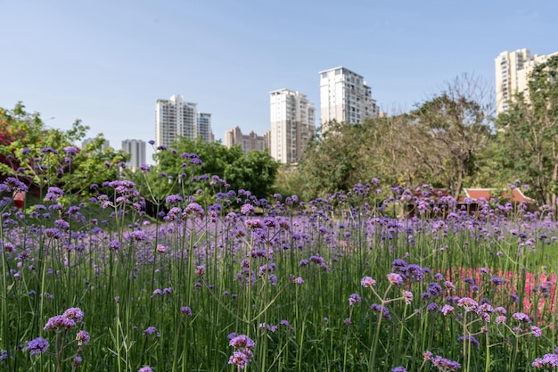 Patches van paarse Verbena bloeiden