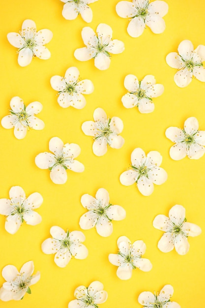 Patern white cherry flowers on a yellow background vertical photo