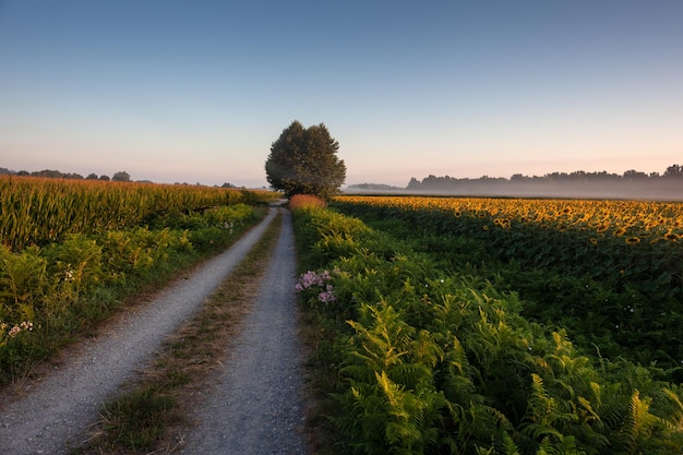 Path along the Chemin du Puy French route of the Way of St James