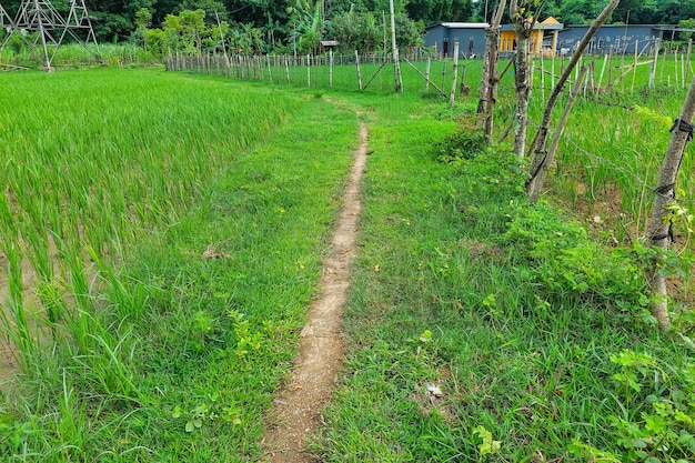 The path along the edge of the rice fields leads to the farmers house