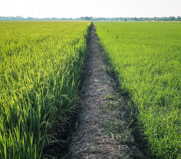 Percorso tra il campo di riso