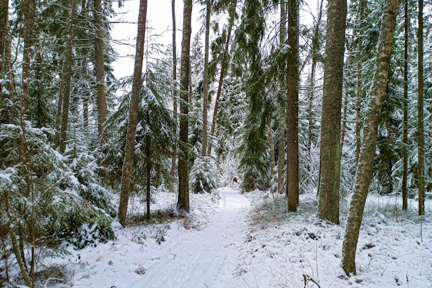 Un sentiero tra alti abeti in una foresta invernale