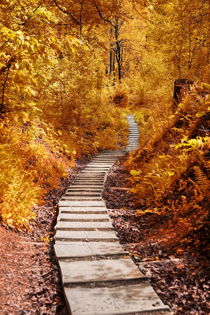 Path in the autumn forest. Autumnal scene in the park.