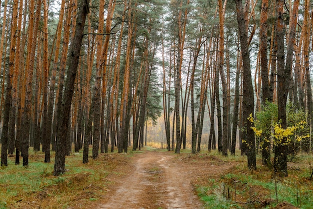 Path in autumn forest road in the woods