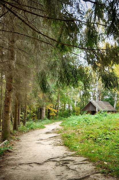 The path in the autumn forest.