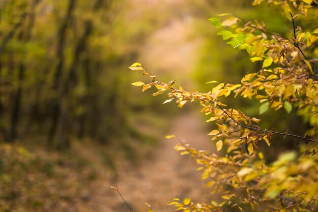 Путь в осеннем лесу