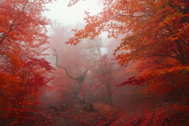 Path in the autumn golden forest