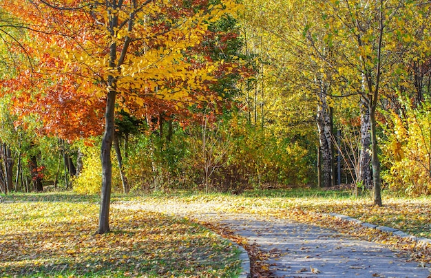 Path in the autumn park. Autumn Landscape. Park in Autumn.