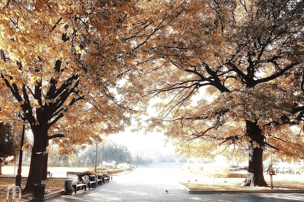 パス秋の公園/秋の風景、秋の木々や葉の黄色い公園、都市公園の美しい晴れた日。秋