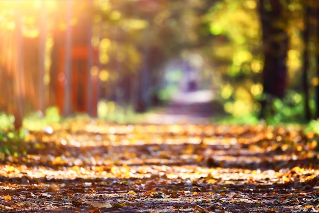 path in the autumn park sunny landscape wallpaper fall abstract