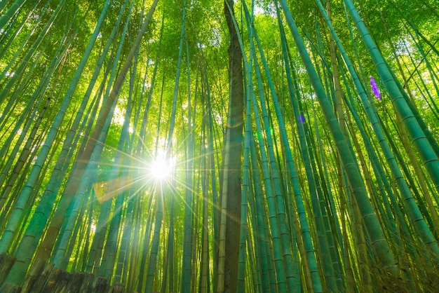 京都の嵐山の竹林への道。