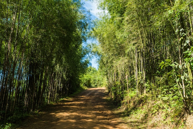 歩道、竹の森への道