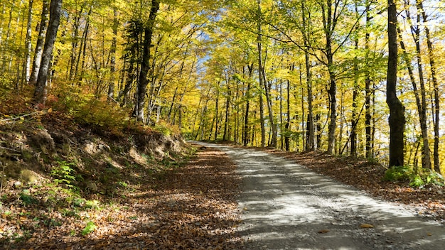 Path in beautiful autumn forest. Krasnaya Polyana, Sochi, Russia.