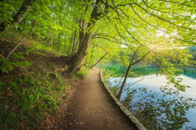 봄 플리트비체 호수 크로아티아(Plitvice Lakes Croatia)의 일몰에 호수 근처의 아름다운 숲의 경로 녹색 잎이 있는 트레일 나무가 있는 다채로운 풍경 여름에 피 공원에서 푸른 물 숲속 산책로