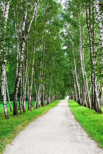 Тропинка в березовом лесу