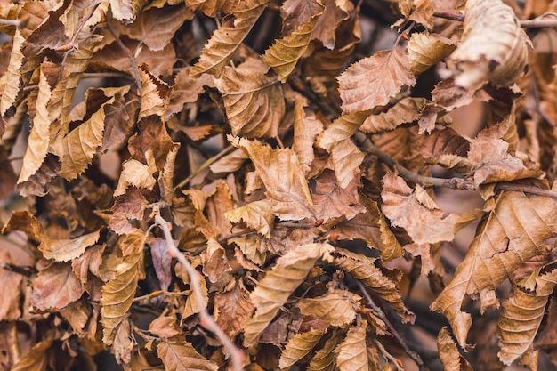 Path of brown autumn leaves