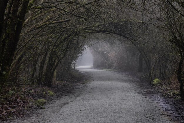 Path in the Canadian rain forest with green trees